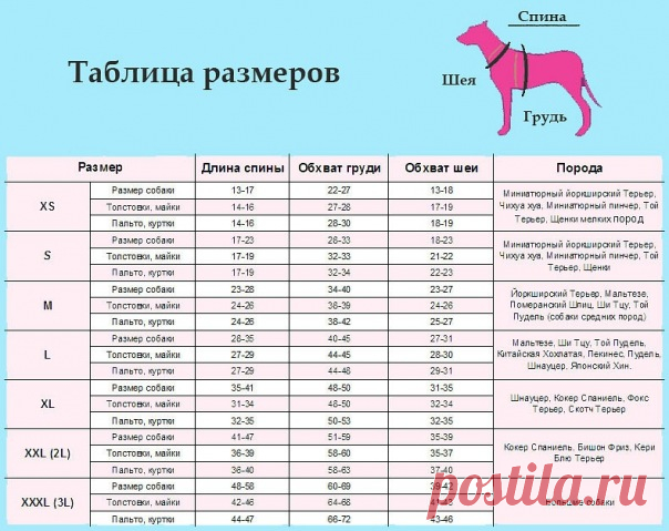 выкройка футболки с цельнокроеным рукавом для собаки - Поиск в Google