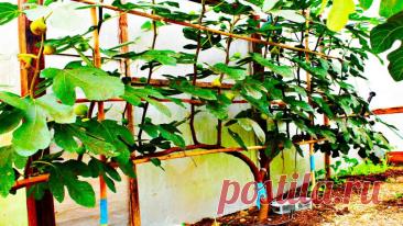 Посадка инжира в открытый грунт - Сад и огород