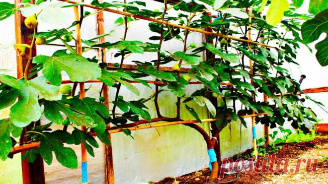 Посадка инжира в открытый грунт - Сад и огород