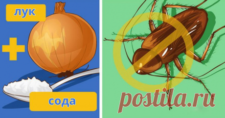 Я взял это средство, и с тех пор у меня дома нет ни одного таракана! Старинный бабушкин рецепт.
Вряд ли есть люди, у которых не вызывает отвращение вид тараканов, бегающих по кухне

Единственный способ от них избавиться — воспользоваться репеллентом. Однако покупные репелленты обычно сделаны из опасных химикатов. Вот бы найти натуральный способ…

У нас есть хоро