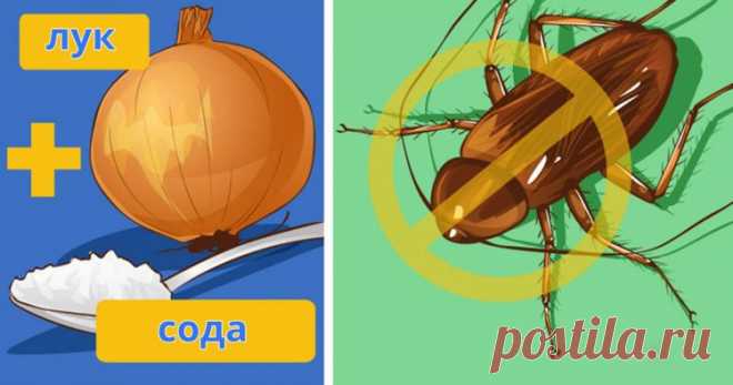 Я взял это средство, и с тех пор у меня дома нет ни одного таракана! Старинный бабушкин рецепт.
Вряд ли есть люди, у которых не вызывает отвращение вид тараканов, бегающих по кухне

Единственный способ от них избавиться — воспользоваться репеллентом. Однако покупные репелленты обычно сделаны из опасных химикатов. Вот бы найти натуральный способ…

У нас есть хоро