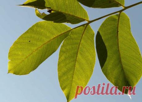 Лекарство из листьев грецкого ореха из тетради врача