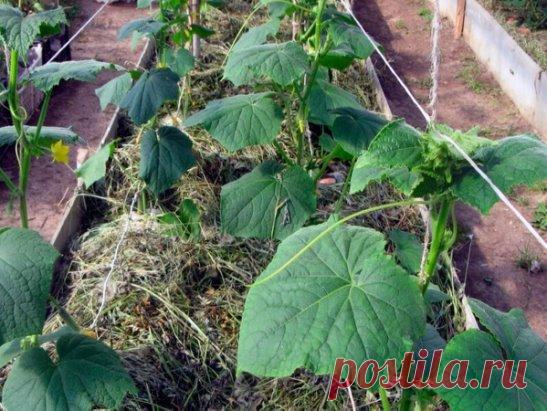 Уход за огурцами на открытом грунте
Данная статья расскажет о методе пасынкования огурцов высаженных в открытый грунт.
Огуречные грядки. Высаженные огурцы продольными грядками, не раз страдают от плохого урожая. Прекратить плохой урожай можно, посынковав растение вручную.
Метод пять листов. Для правильного ухода за растением, берём за основу, количество листьев выпущенных посаженной в грунт культурой. Как правило, огурцы на раннем этапе роста, выпускают около пяти листов, в центре которых нах