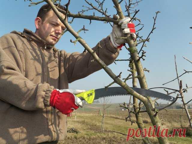 Почему не цветет яблоня – 4 главные причины отсутствия урожая