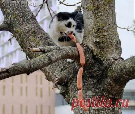 Куда Вороне со своим кусочком сыра, браться к моим сосискам!