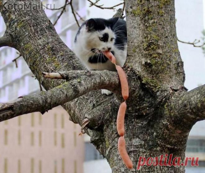 Куда Вороне со своим кусочком сыра, браться к моим сосискам!