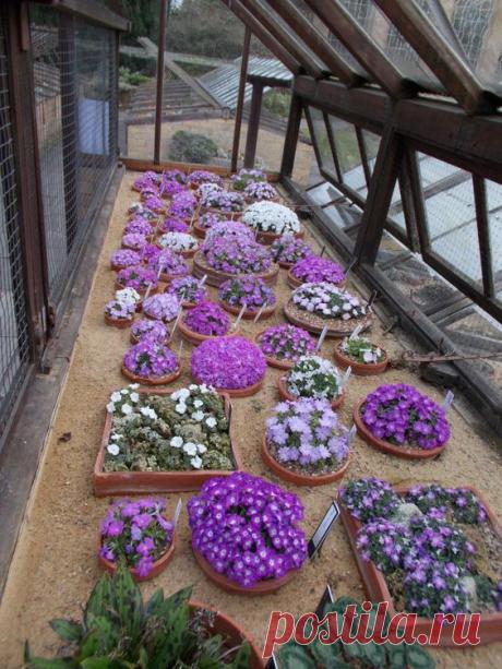 контейнерный цветник