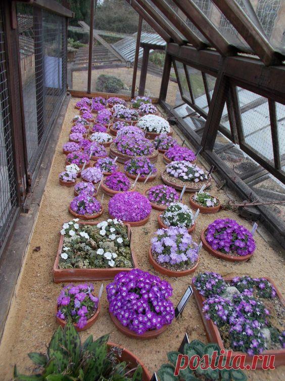 контейнерный цветник