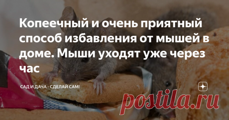 Копеечный и очень приятный способ избавления от мышей в доме. Мыши уходят уже через час