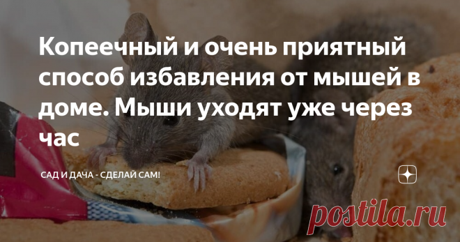 Копеечный и очень приятный способ избавления от мышей в доме. Мыши уходят уже через час