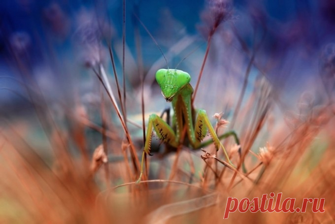 Жизнь насекомых от фотографа Nordin Seruyan - Путешествуем вместе