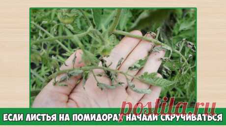 ЕСЛИ ЛИСТЬЯ НА ПОМИДОРАХ НАЧАЛИ СКРУЧИВАТЬСЯ

Причин сворачивания листьев у томатов очень много. Но по характеру скручивания можно точно угадать, чем мы не угодили высаженной рассаде.

Крутятся кверху «лодочкой»

Тут всего два виновника:

1. Картофельная тля, которая сидит на стеблях и, несмотря на мелкие размеры, скручивает листву кверху. Справиться с ней сложности не составит – опрыскайте помидоры любым препаратом от колорадского жука: Танрег, Конфидор, Искра, и она поги...