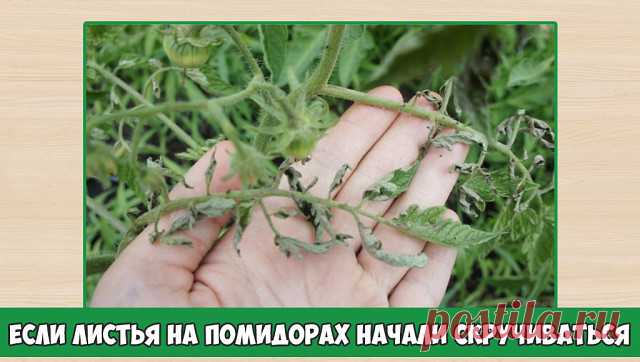 ЕСЛИ ЛИСТЬЯ НА ПОМИДОРАХ НАЧАЛИ СКРУЧИВАТЬСЯ

Причин сворачивания листьев у томатов очень много. Но по характеру скручивания можно точно угадать, чем мы не угодили высаженной рассаде.

Крутятся кверху «лодочкой»

Тут всего два виновника:

1. Картофельная тля, которая сидит на стеблях и, несмотря на мелкие размеры, скручивает листву кверху. Справиться с ней сложности не составит – опрыскайте помидоры любым препаратом от колорадского жука: Танрег, Конфидор, Искра, и она поги...
