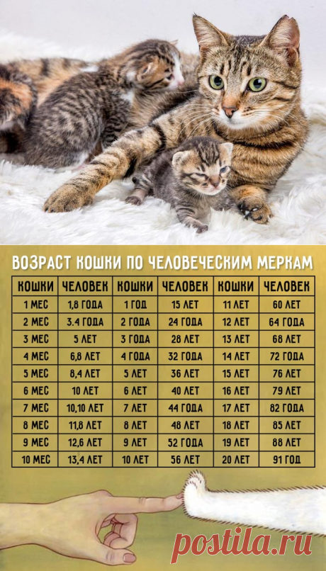 Сколько кошке «кошачьих лет»