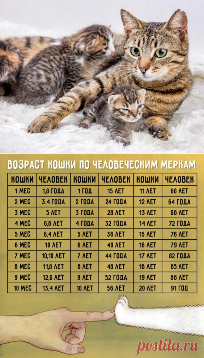 Сколько кошке «кошачьих лет»