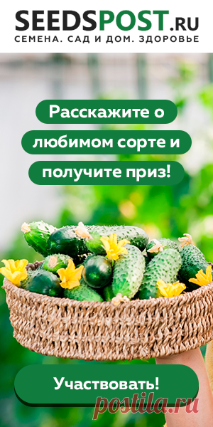 Выращивание огурцов: 11 секретов хорошего урожая
