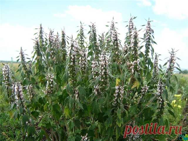 Нашёл средство,которое меня вытащило.(ИБС, аритмия, гипертония, стенокардия, склероз аорты, клапанов, перегородки) | Совет