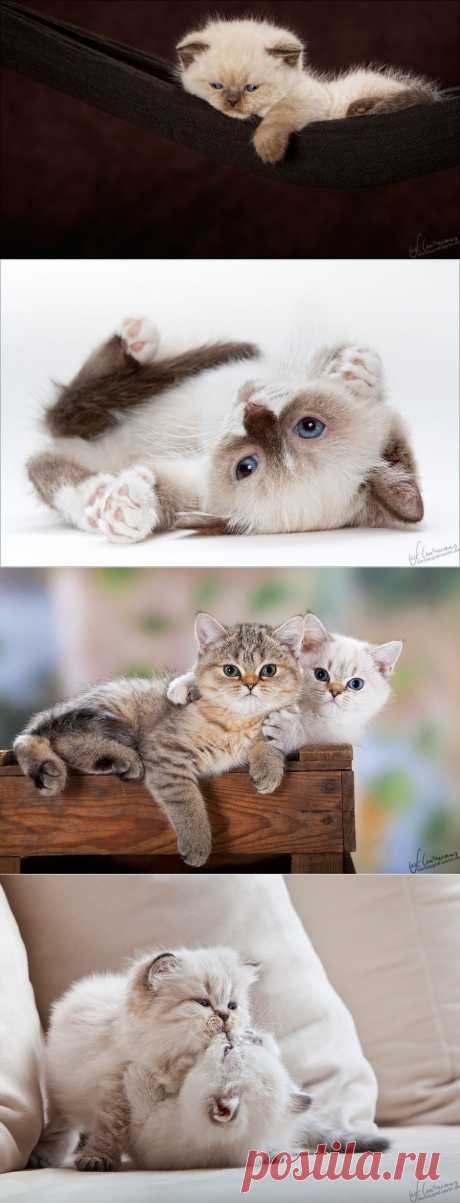 Кошки, собаки и кролики от Sandra Schürmans.