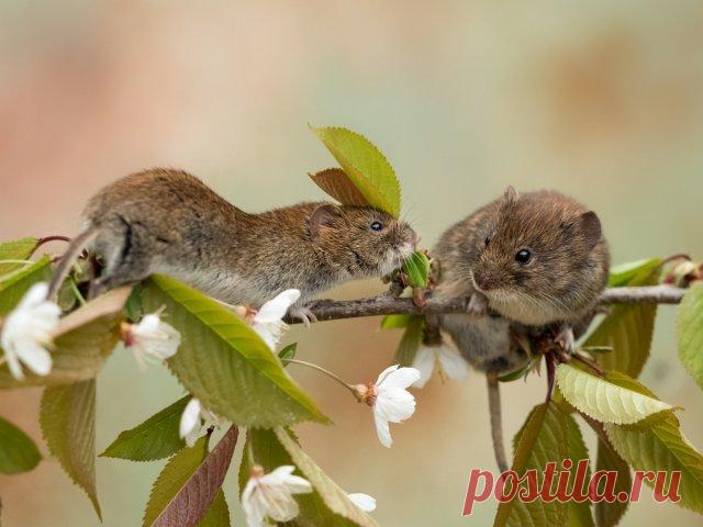Что делать, если на яблоне трескается и отслаивается кора