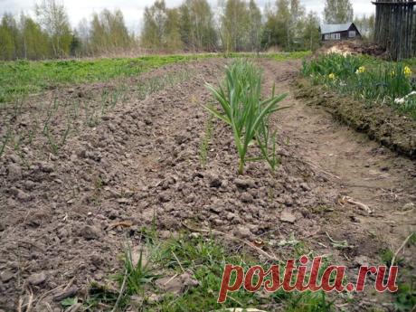 Актуально сейчас: 9 способов борьбы с сорняками