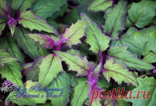 Новости.Гинура.