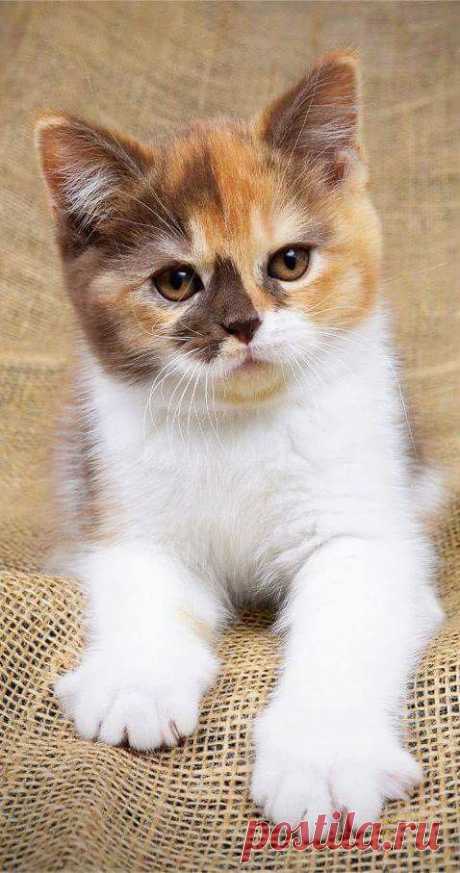 (9) Pinterest