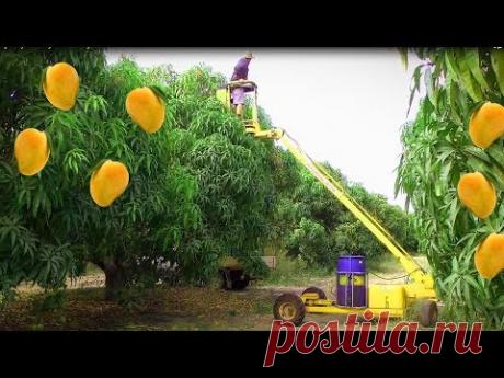Как Mango Picking - Mango урожай - Удивительный Mango Farm Сельскохозяйственная техника машина