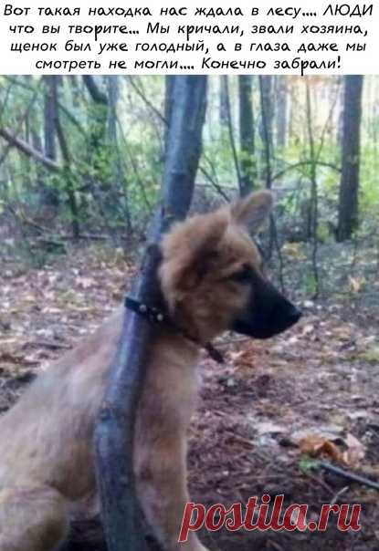 Да, люди совсем уже равнодушными стали к животным... Изверги