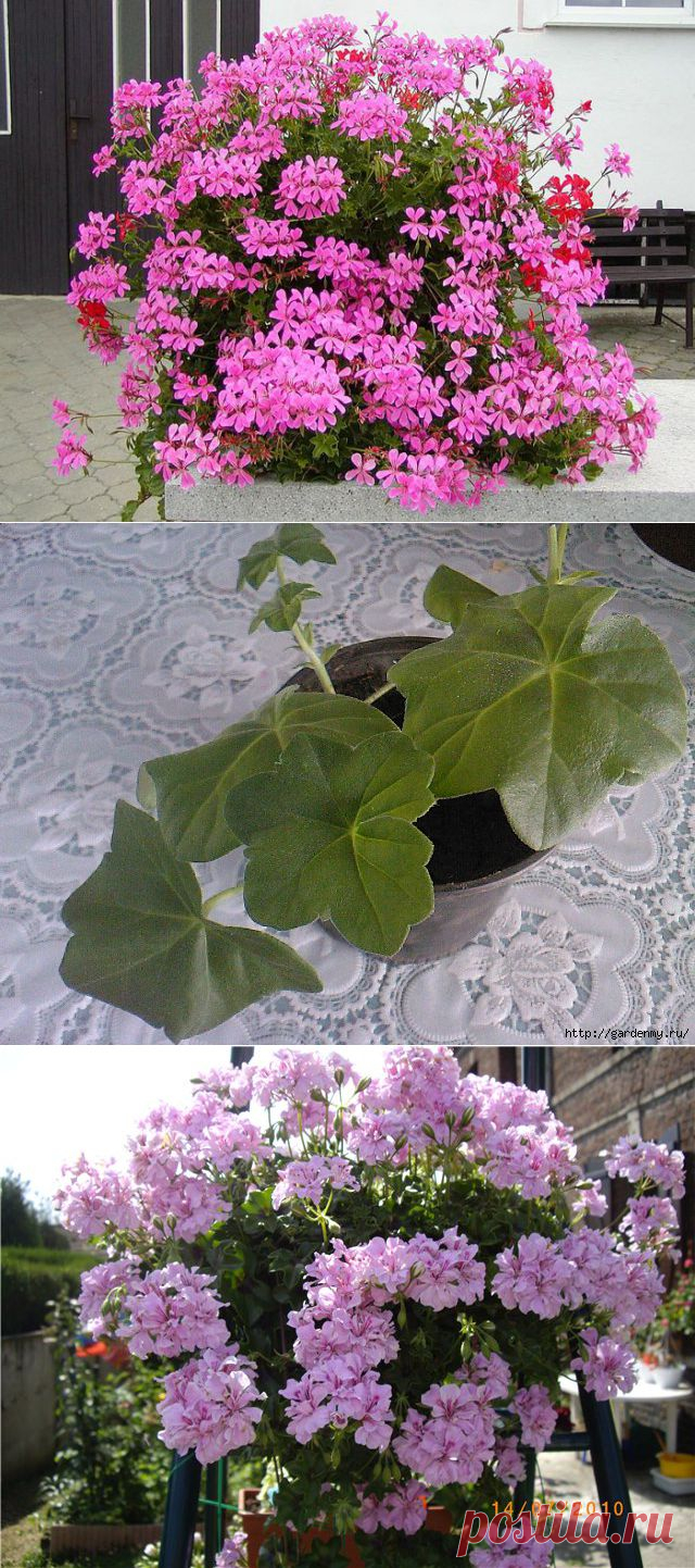 ЩИПАЙТЕ МЕНЯ! ЩИПАЙТЕ!))) ПЕЛАРГОНИЯ | Самоцветик
