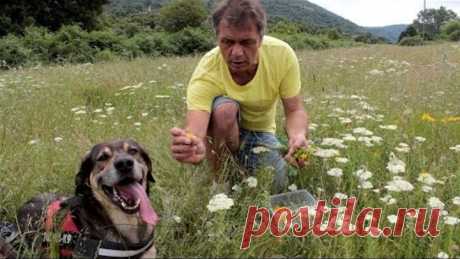 Чудо - растение, которая спасло жизни сотням тысяч людей | Быстрый рецепт