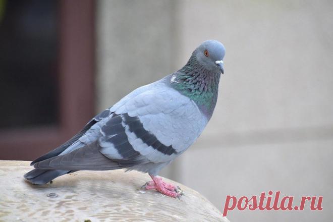 Голуби чувствуют магнитное поле Земли совершенно по-новому В 1882 году зоолог Камиль Вигье предположил, что птицы и другие позвоночные ориентируются с помощью магнитного поля Земли, чего в то время не было известно ни одному животному. Он предположил, что это поле индуцирует слабые электрические токи в жидкости их внутреннего уха, указывая...