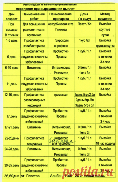Чем и как пропаивать цыплят бройлеров и кур-несушек | SadimVmeste.ru - Блог о саде и огороде