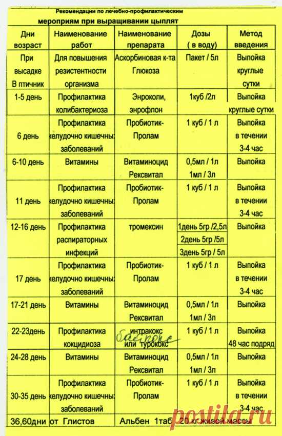 Чем и как пропаивать цыплят бройлеров и кур-несушек | SadimVmeste.ru - Блог о саде и огороде