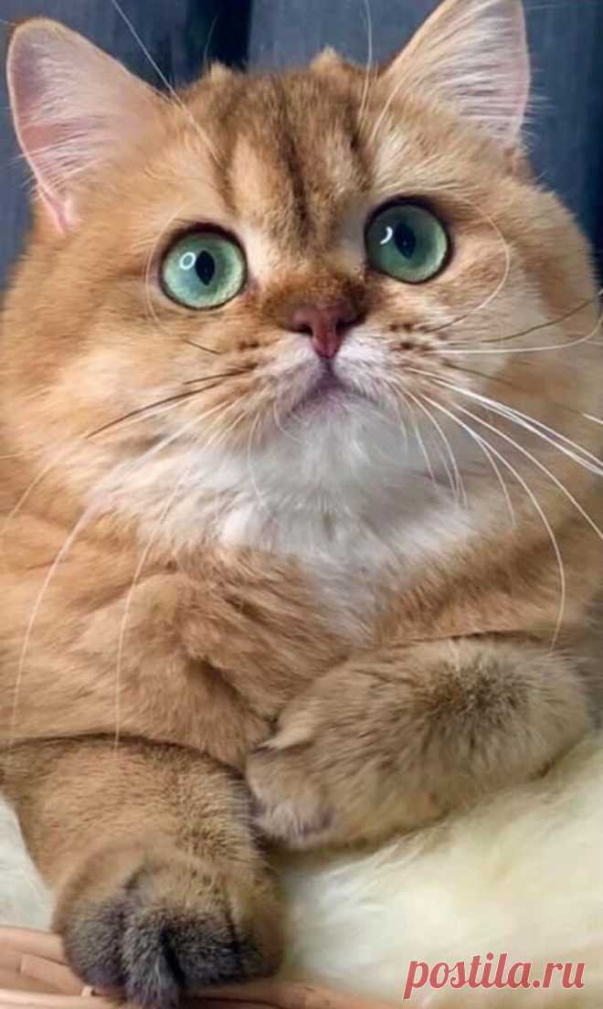 i (680×1137)