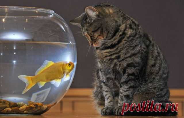 Today is Caturday — The Goldfish and the Cat