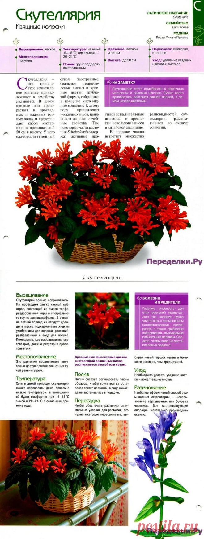 Скутеллярия * Переделки.РуПеределки.Ру