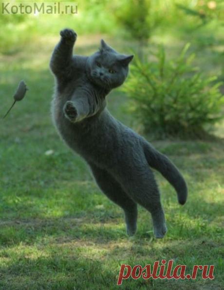 Пушок наносит удар! | KotoMail.ru