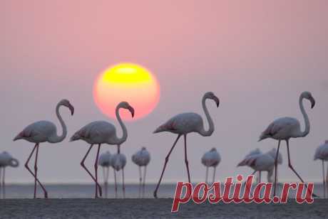 Golden Sunset With Beauty Bird Photo by Dilipsinh Chudasama — National Geographic Your Shot