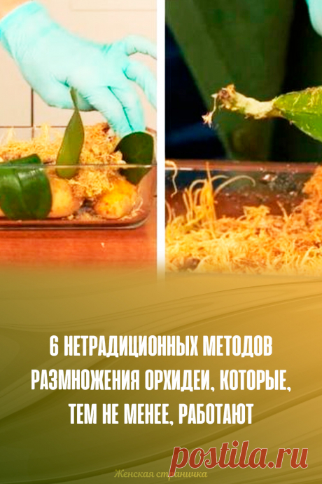 6 нетрадиционных методов размножения орхидеи, которые, тем не менее, работают