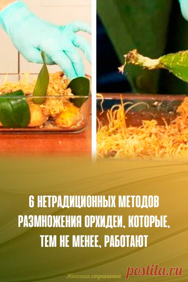 6 нетрадиционных методов размножения орхидеи, которые, тем не менее, работают