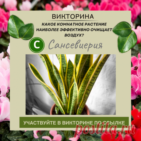 Какое комнатное растение наиболее эффективно очищает воздух? - Узнайте правильный ответ в нашей викторине по ссылке