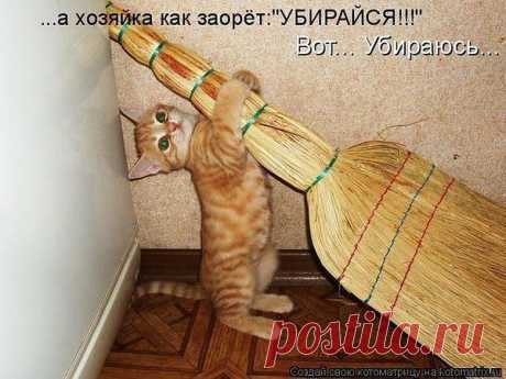 коты
