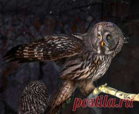 Неясыть бородатая следит за вами! 🦉 Пернатое создание снимал Олег Богданов – другие фото прекрасных животных можно найти в его профиле: nat-geo.ru/community/user/163720