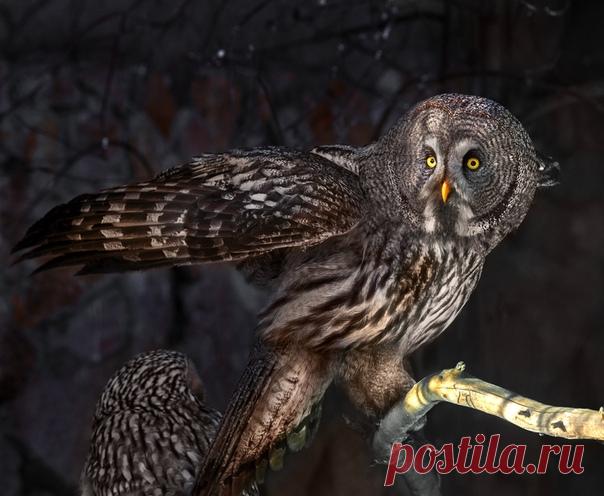 Неясыть бородатая следит за вами! 🦉 Пернатое создание снимал Олег Богданов – другие фото прекрасных животных можно найти в его профиле: nat-geo.ru/community/user/163720