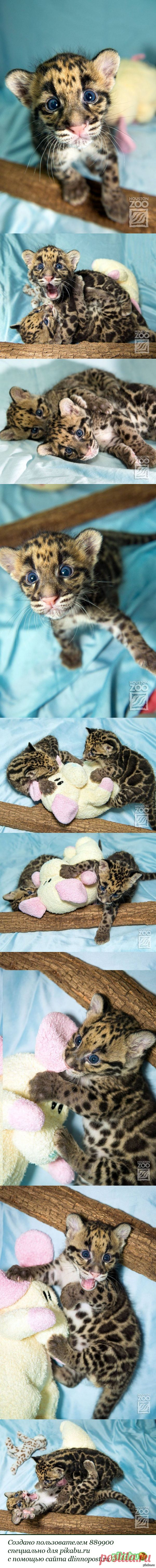 Детеныши дымчатого леопарда / pikabu.ru / Surfingbird.ru
