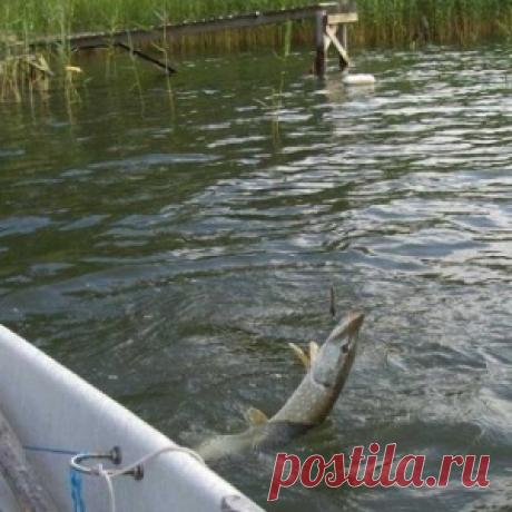 ловля рыбы на дорожку