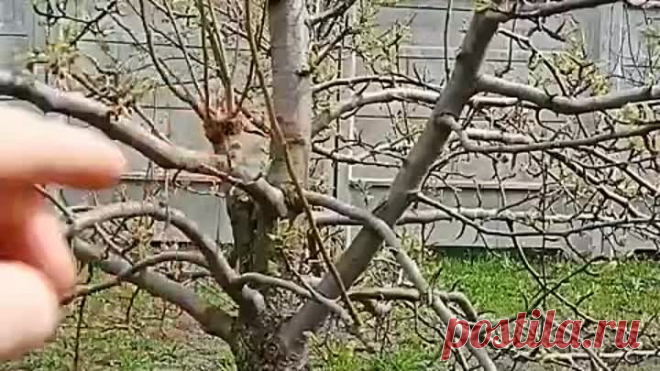 Прививка груши