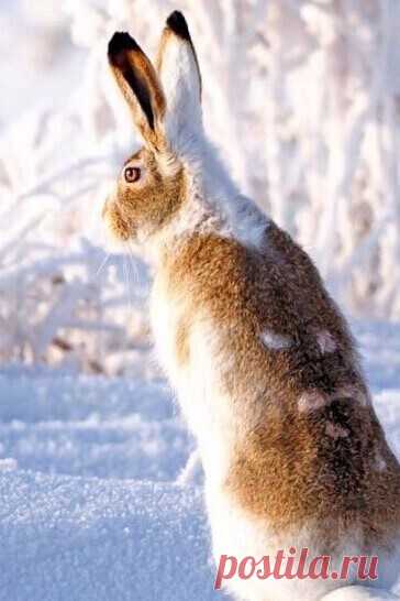 2023-ГОД КРОЛИКА