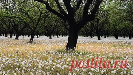 Одноклассники