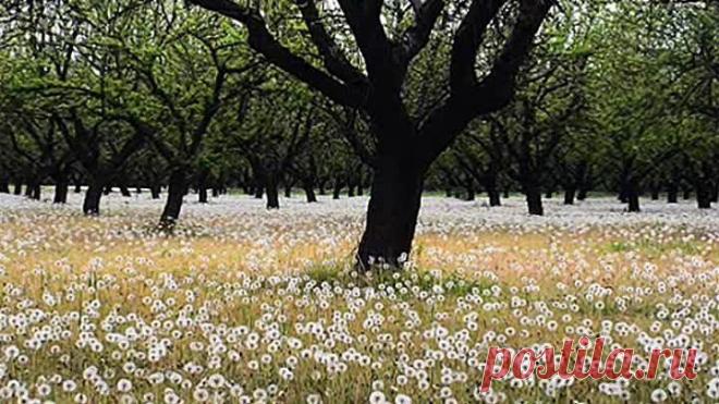 Одноклассники